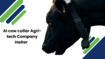 ai-cow-collar-agri-tech-company-halter
