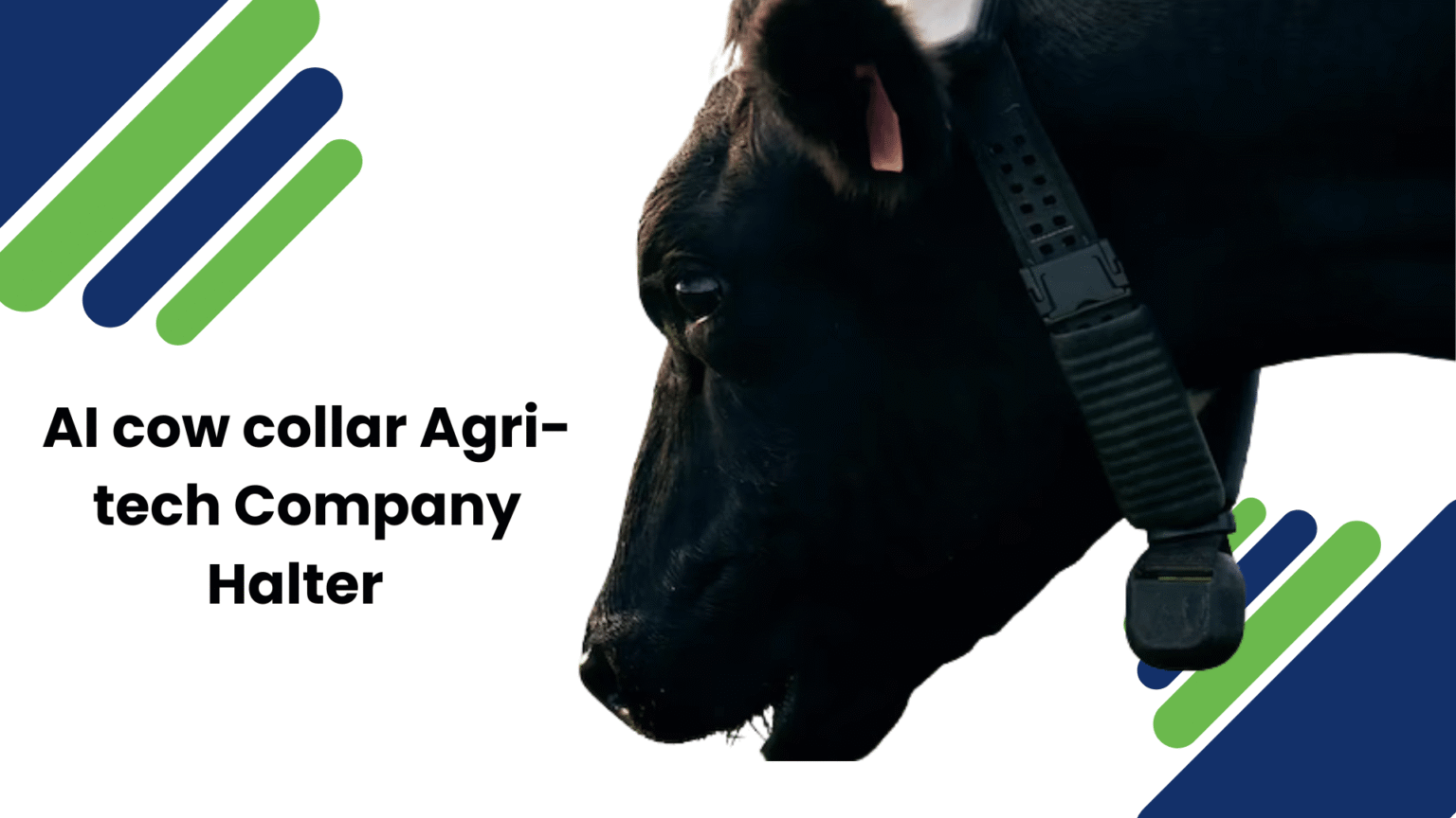 ai-cow-collar-agri-tech-company-halter