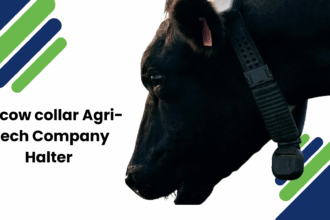 ai-cow-collar-agri-tech-company-halter