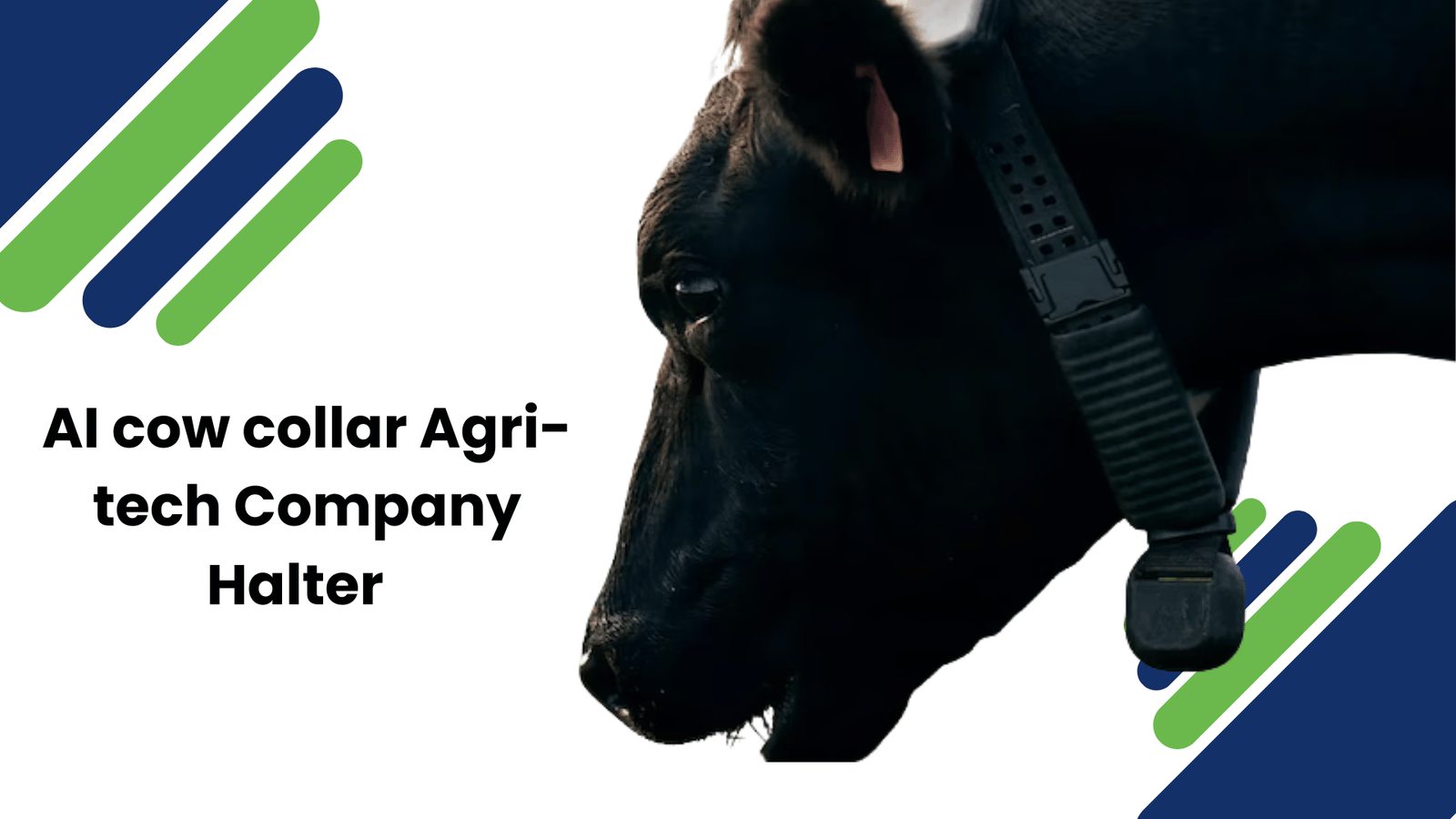 AI cow collar Agri-tech Company Halter
